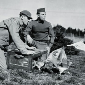 U.S. pigeons of war - Image 3