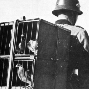 GERMAN pigeons of war - Image 3