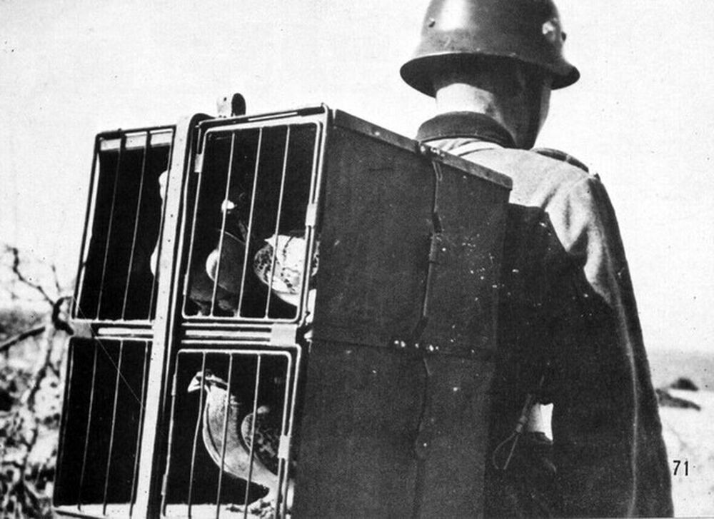 GERMAN pigeons of war